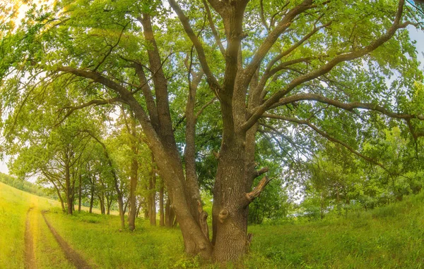 Eken står intill en väg skog landskap grön sommar foto Ru — Stockfoto