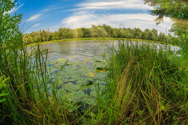 Rusia ake con lirios de agua estanque naturaleza paisaje en el backgr —  Fotos de Stock