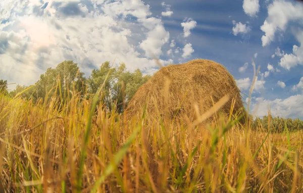 Russia haystack in a field against blue sky summer nature landsc — Stock Photo, Image