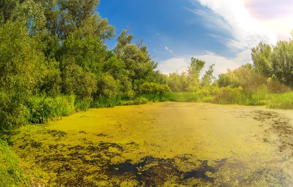 Marais aspiré herbe à canard vert avec ciel bleu dans le paysage forestier — Photo