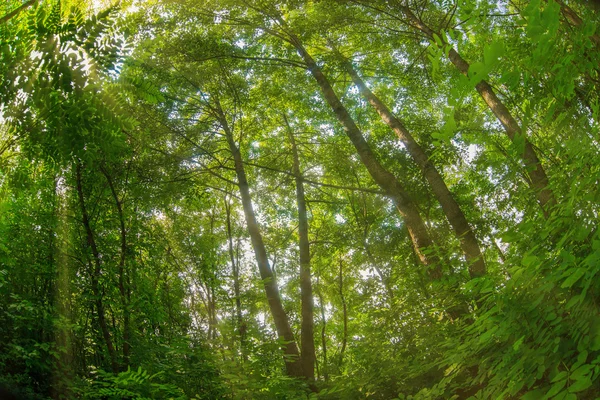 Thick green forest summer nature landscape photo Russian — Stock Photo, Image