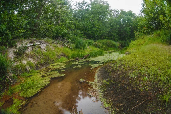 Wilde Flusslandschaft im undurchdringlichen Waldsumpf feiner Sand — Stockfoto