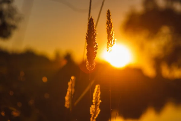 Στέλεχος του σιτάρι γρασίδι σιλουέτα γκρο πλαν φωτογραφία στο ηλιοβασίλεμα και τον ήλιο — Φωτογραφία Αρχείου