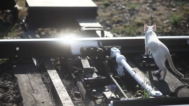 Velhas trilhas ferroviárias close-up Backlit luz solar gato vai ao ar livre manhã vídeo — Vídeo de Stock