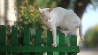 sabah güneşin dış güneş keyfini içinde ahşap çit oturan beyaz kedi