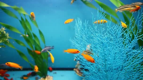 Azul aquário fundo calmo peixe nadar grama vídeo saver — Vídeo de Stock