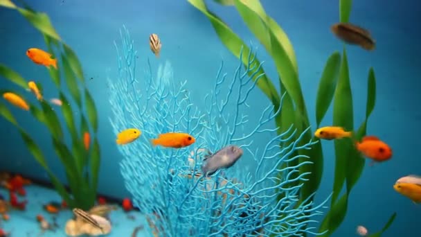 Aquarium fond calme bleu poisson nager herbe vidéo économiseur — Video