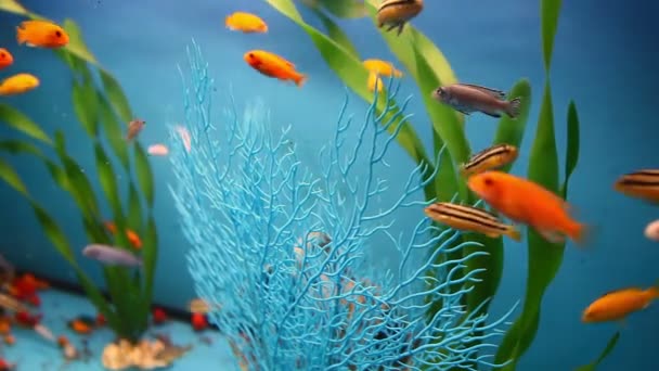 Akvarium bakgrunden lugna fiskar simmar blue grass video saver — Stockvideo