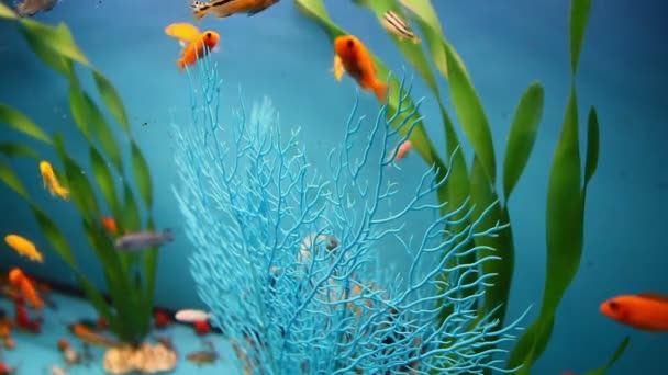 Aquarium Hintergrund ruhig Fische schwimmen Gras blau Videoschoner — Stockvideo