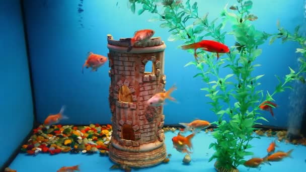 Aquariumvissen achtergrond kalm gras blauwe video saver onderwater zwemmen — Stockvideo