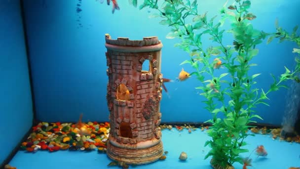Azul acuario fondo calma peces nadar hierba vídeo protector bajo el agua — Vídeos de Stock