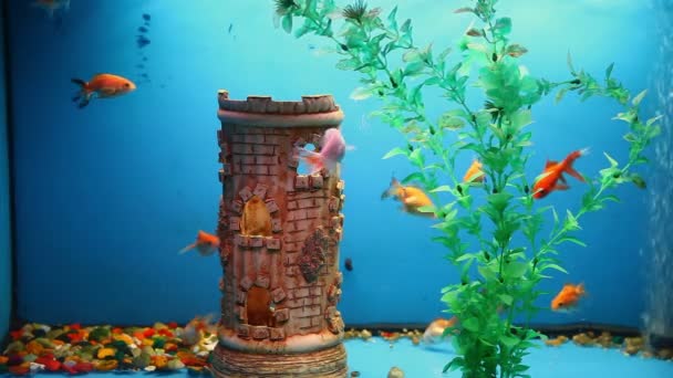 Achtergrond aquariumvissen blauw kalm zwemmen gras saver video — Stockvideo