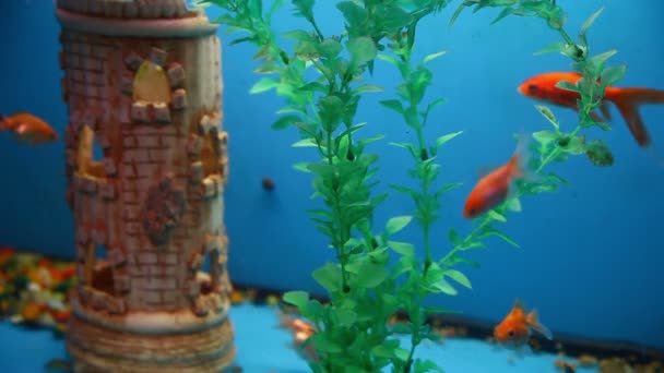 Hintergrund Fisch Aquarium blau ruhig schwimmen Grasschoner Video — Stockvideo