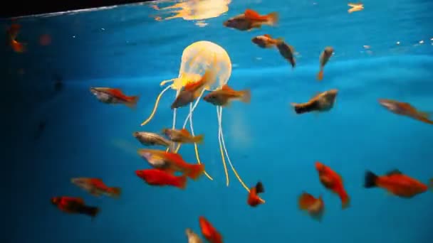 Aquarium Hintergrund blau ruhig Fische schwimmen Gras Videoschoner unter Wasser — Stockvideo