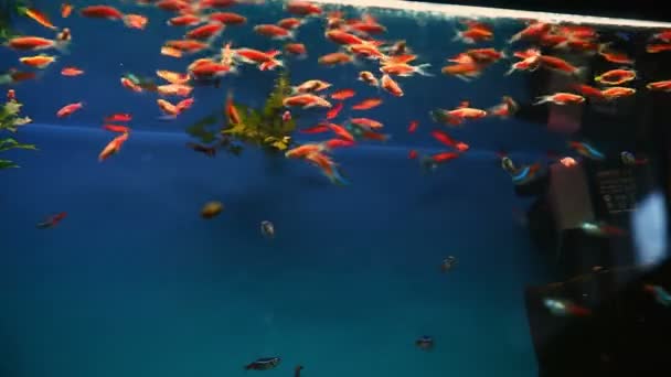 Акваріумний фон спокійна риба синя плаває трава зберігач відео під водою — стокове відео