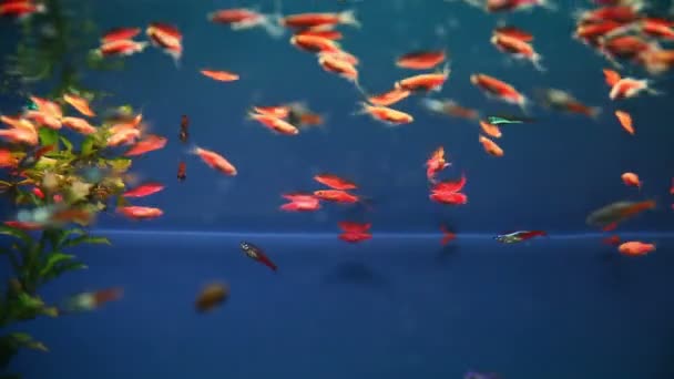 Aquarium background calm fish swim blue grass video saver underwater — Stock Video