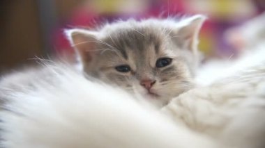 yüz büyük Gri kedi üzerinde başka bir beyaz yavru kedi uykuda yalan