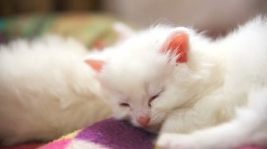 büyük yüz beyaz yavru kedi üzerinde başka bir beyaz yavru kedi uykuda yalan