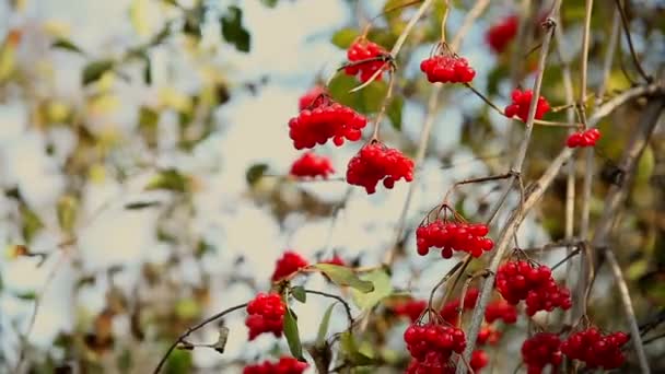 Υποκατάστημα της δέντρο rowan στο φθινόπωρο limp ζαρωμένα κόκκινο — Αρχείο Βίντεο