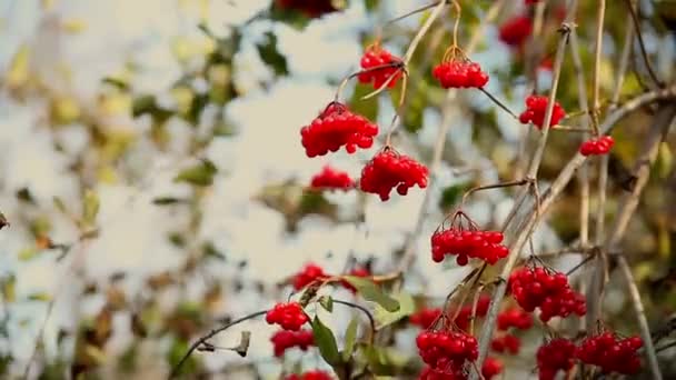 Rowan tree ősszel bénán piros ága ráncos — Stock videók