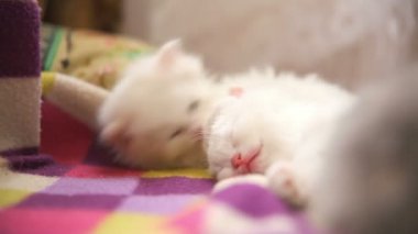 iki beyaz yavru kedi oyun uyur birbirlerine bir lokma