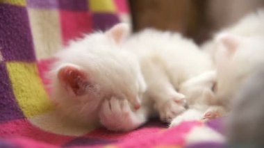 Beyaz yavru kedi yıkama ve uyku odasında kapat