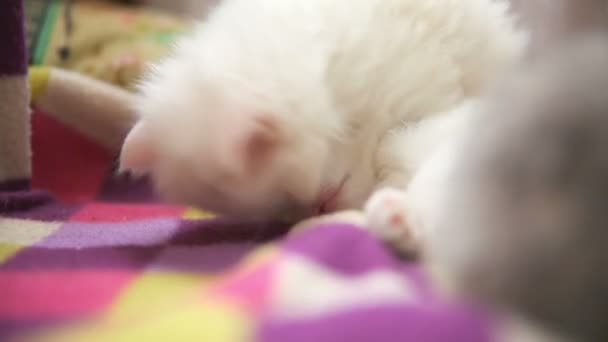 Two white kitten playing bite each other one sleeps — Stock Video