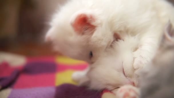 Два белых котенка, играющих во сне кусают друг друга — стоковое видео