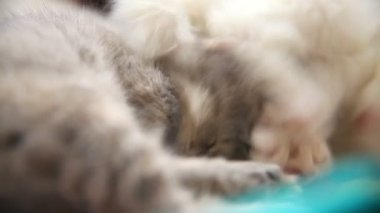 gri küçük kedi ısırıkları oynarken başka bir beyaz yavru kedi uyur