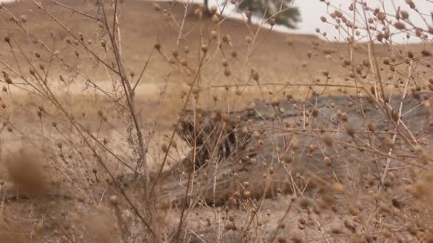 Otoño hierba seca se centran en la naturaleza paisaje de árboles — Vídeo de stock