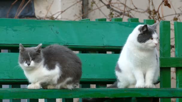 Улица две кошки, сидящие на скамейке на улице холодной осенью — стоковое видео