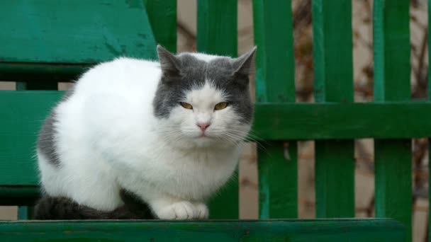 Уличная белая серная кошка сидит на скамейке снаружи холодной осенью — стоковое видео