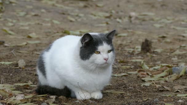 Gato gris blanco se sienta en la hierba seca cerca de otoño frío — Vídeos de Stock