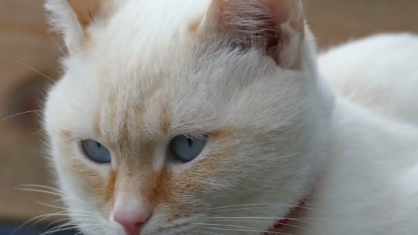 Gato blanco de cerca cara ojos azules retrato del hocico — Vídeo de stock