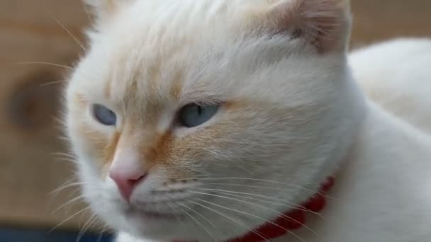 Cara de gato blanco ojos azules retrato de bozal — Vídeos de Stock