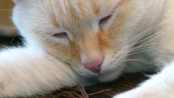 blanc adulte chat sommeil yeux fermés 