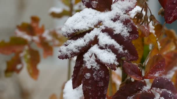 La nieve sobre las hojas amarillas del árbol a finales del otoño la primera naturaleza de nieve — Vídeo de stock