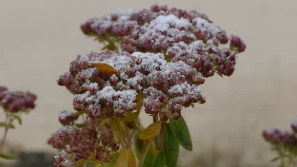 Frozen red  flowers nature first snow fall — Stock Video