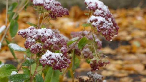 Fagyasztott vörös virágok természet első hó — Stock videók