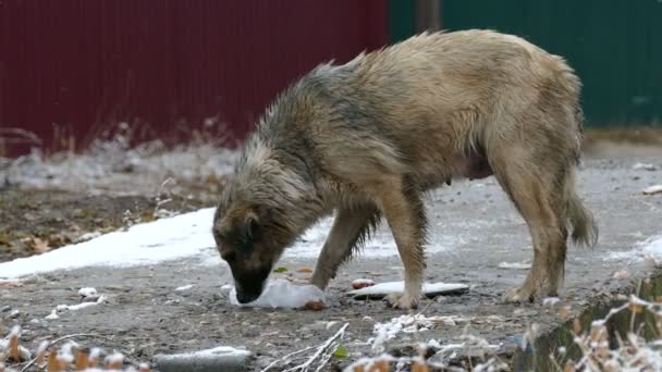 Villhund som leter etter mat i en pose på gata som snør kaldt – stockvideo