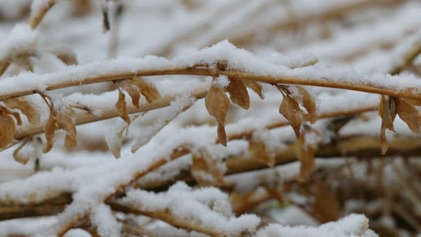 冬雪、ドライ冷凍草自然の背景 — ストック動画