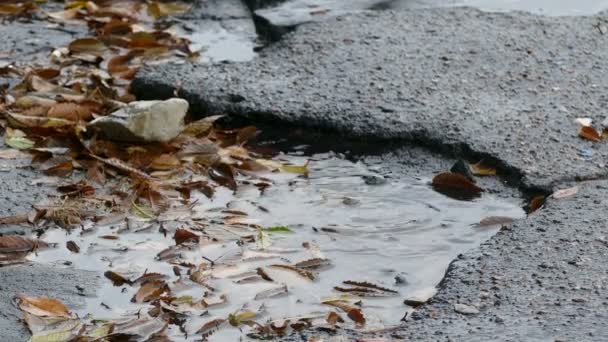 Slechte asfalt asfalt regen kuilen in een pool van drijvende bladeren zijn vallende druppels spatten — Stockvideo