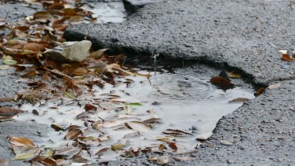 Rossz aszfalt aszfalt eső gödrök medencében a lebegő levelek eső csepp fröccsenő — Stock videók