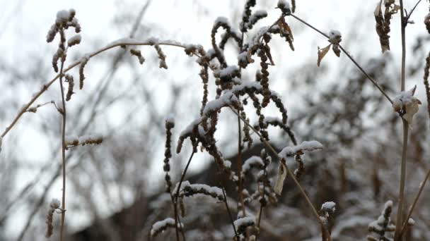 Winter Schnee gefroren trockenes Gras Natur Hintergrund — Stockvideo