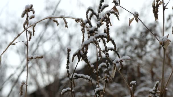 Nieve invierno hierba congelada naturaleza seca fondo — Vídeos de Stock