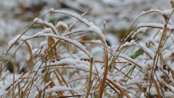 Winter Schnee gefroren trockenes Gras Hintergrund Natur — Stockvideo