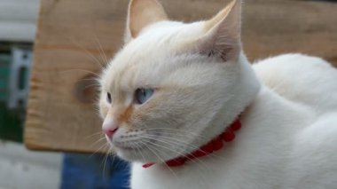 beyaz kedi yüz mavi gözler o namlu onun gözleri portresi kapatır
