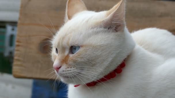 Hvite katteansikt blå øyne hun lukker øynene portrett av munnkurv – stockvideo