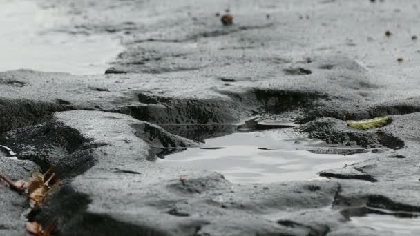 Rossz aszfalt aszfalt eső gödrök medencében a lebegő levelek hullanak, fröccsenő csepp — Stock videók