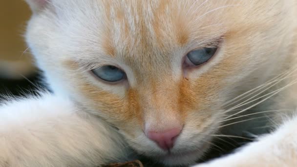 Gatto bianco dormire occhi azzurri muso animale domestico — Video Stock